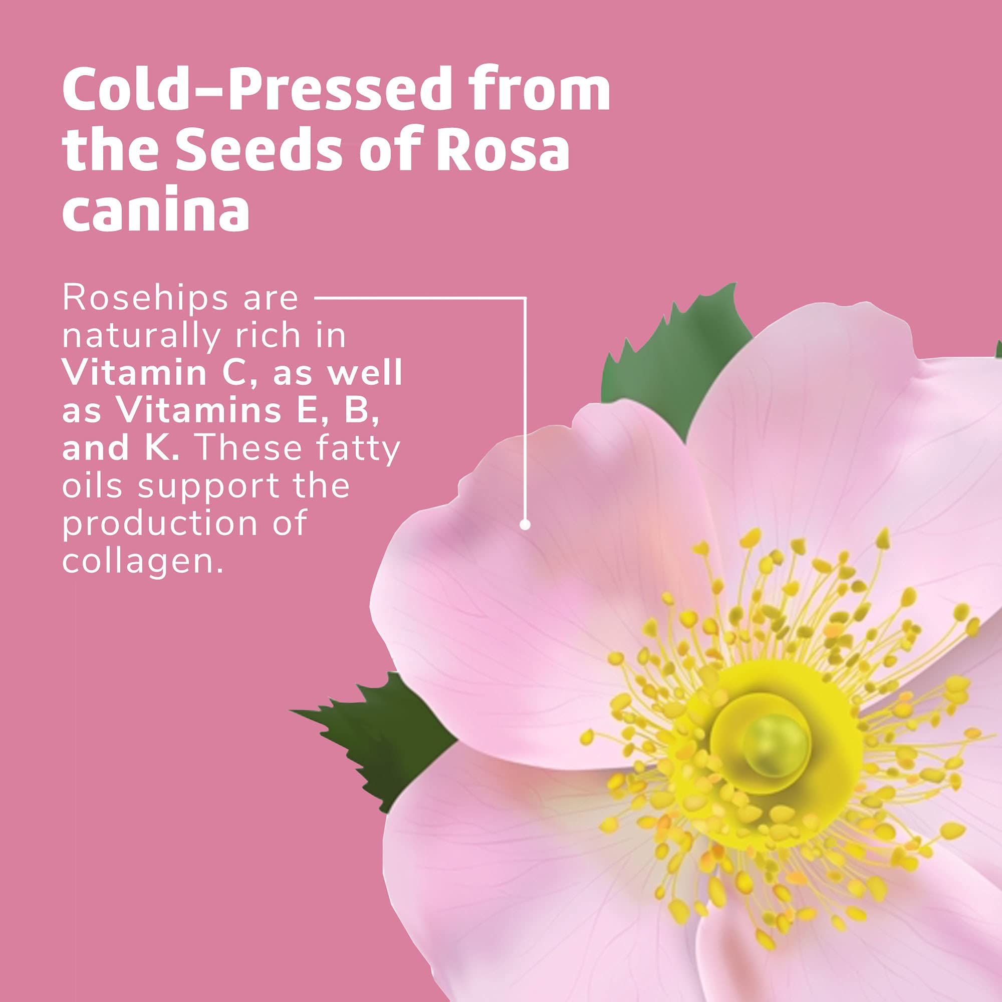 De La Cruz Rosehip Oil, 100% Pure Unrefined Cold-Pressed Chilean Rosehip Seed Oil, Moisturizer To Reduce Fine Lines, Wrinkles 1Fl Oz - Image 7